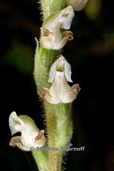 goodyera oblongifolia 2 graphic